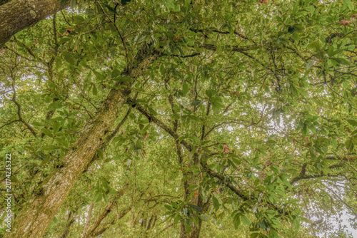 The dense foliage of the Colombian oak tree