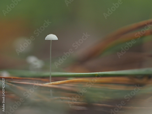 Close up Mushrooms or Fungus in Tropical Rainforest for Nature Background.