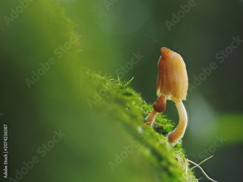Close up Mushrooms or Fungus in Tropical Rainforest for Nature Background.