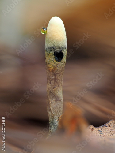 Close up Mushrooms or Fungus in Tropical Rainforest for Nature Background.