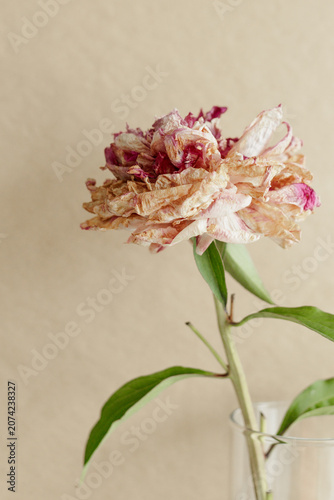 Tableau sur toile Dried pink peony bloom in a glass vase, capturing decay, self care, and the eleg