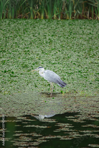 Grey heron standing on one leg in pond with reflection in water