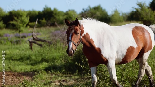 Painted horse walking through a grassy meadow. Brown and white equine strolling across a rural pasture. Animal grazing in a field during a sunny summer day.
