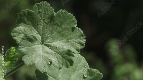 Macro shot of dewdrops on a green leaf