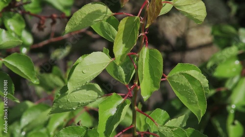 Close-up of wet green leaves with raindrops gently swaying in bright sunlight.