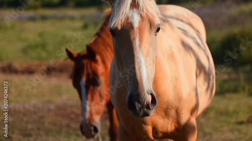 Palomino horse looking at camera in sunlit field. Chestnut horse grazing in background. Pair of horses on pasture during golden hour, rural farm animal life.
