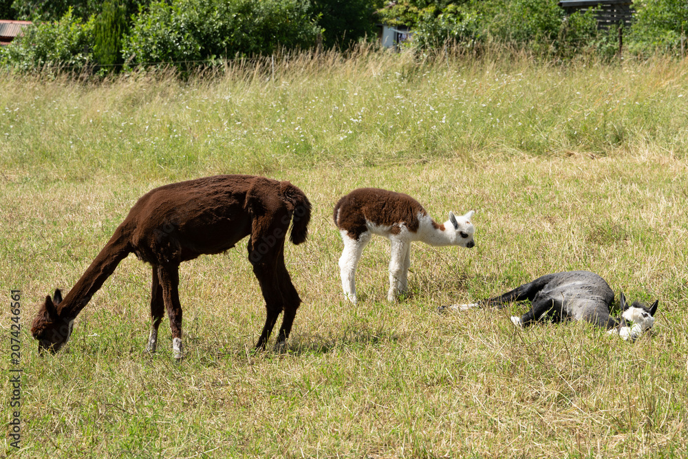 Fototapeta premium alpaka tier natur lama familie