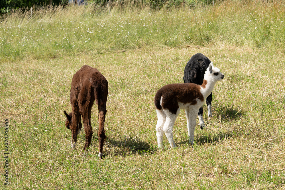 Fototapeta premium alpaka tier natur lama familie