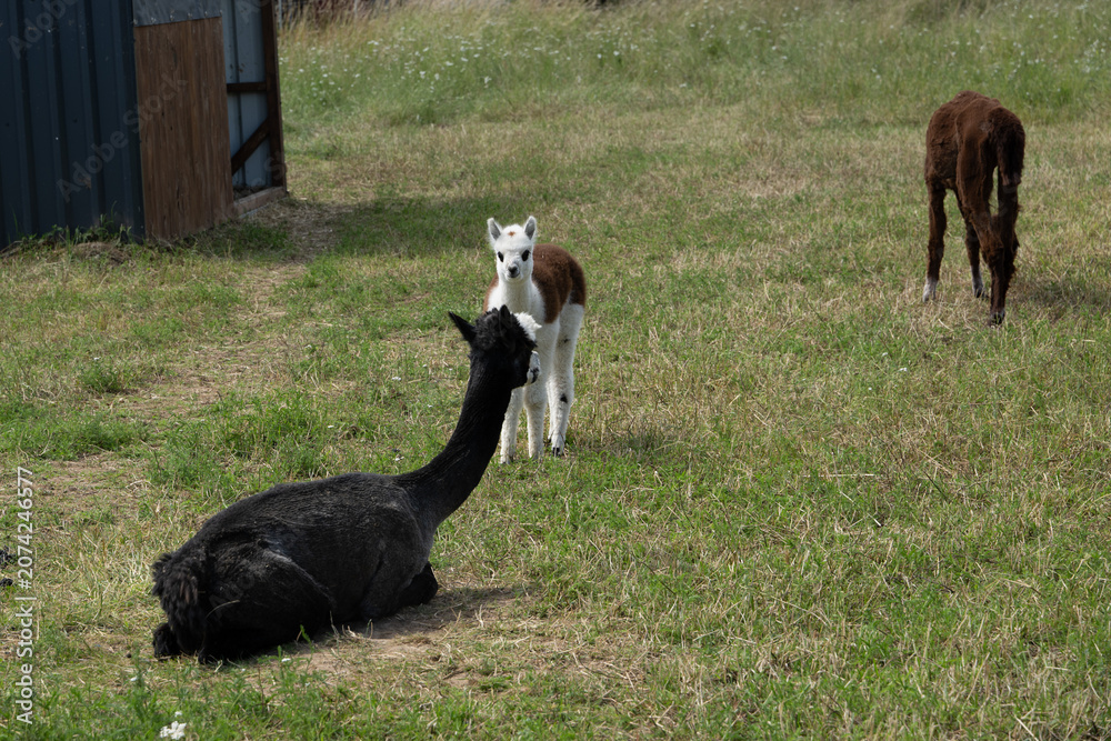Fototapeta premium alpaka tier natur lama familie