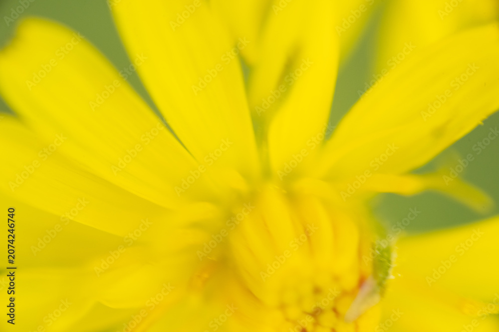 Obraz premium blume gelb makro garten