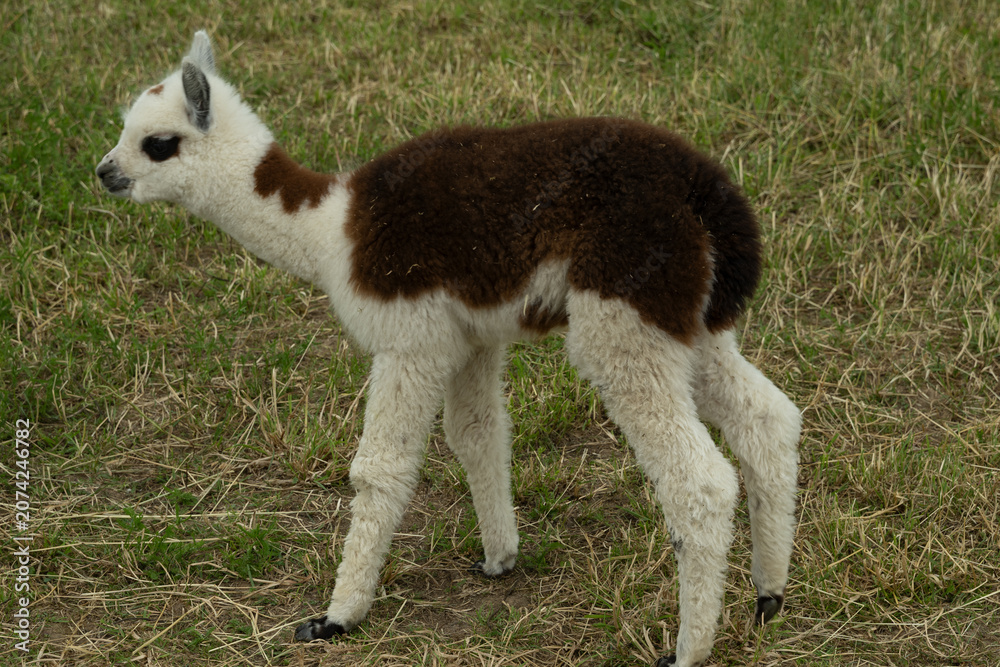 Fototapeta premium alpaka tier natur lama baby