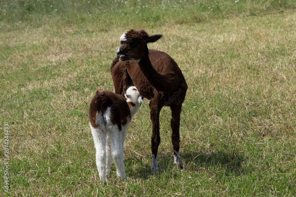 Fototapeta premium alpaka tier natur lama familie