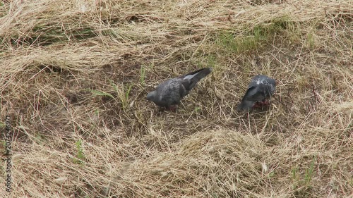 Two pigeons searching for food among dry mown grass on field.