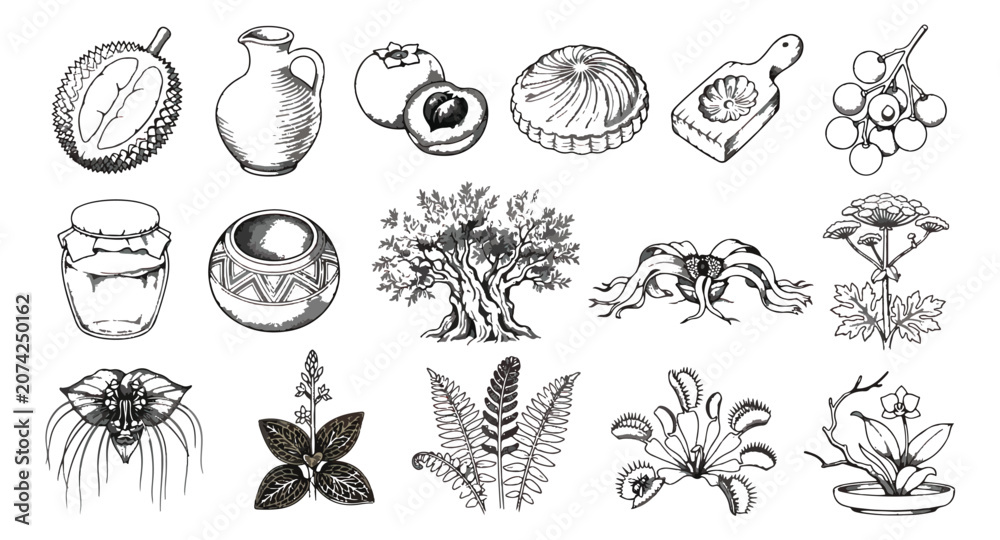 Fototapeta premium Vintage hand drawn botanical and kitchen icons, set of 15 black and white vector illustrations, rustic food and plant sketches for organic branding