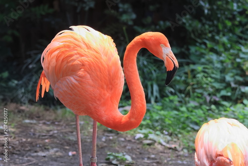 ベニイロフラミンゴ