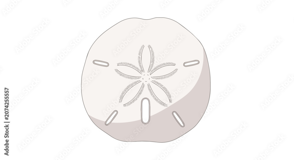 Fototapeta premium Sand Dollar Sea Shell with Star Pattern Isolated on White Background for Summer Ocean and Beach Themed Design Projects
