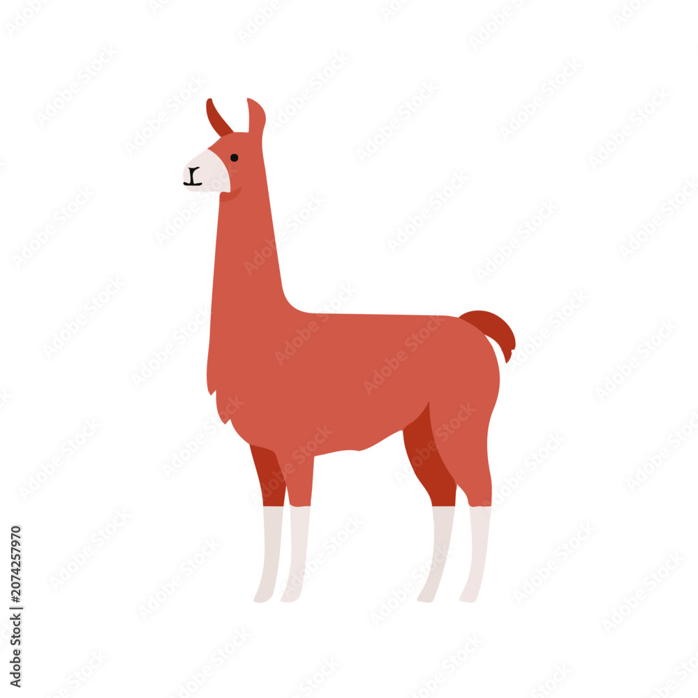 Fototapeta premium Flat 2D illustration of Llama, clean vector illustration style, isolated on a white background.