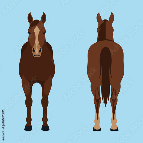 Fotografía Front and back view of a brown horse illustration