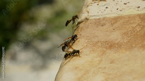 Wasps buzzing busily around the edge of the pool. They land on the edge of the pool to drink. 
