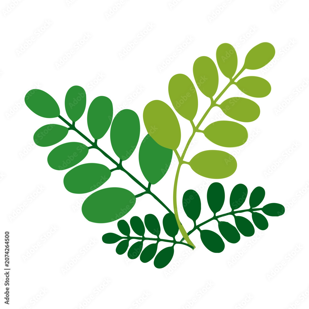 Obraz premium Moringa, flat 2D graphic illustration in a modern minimal style, isolated on a white background.