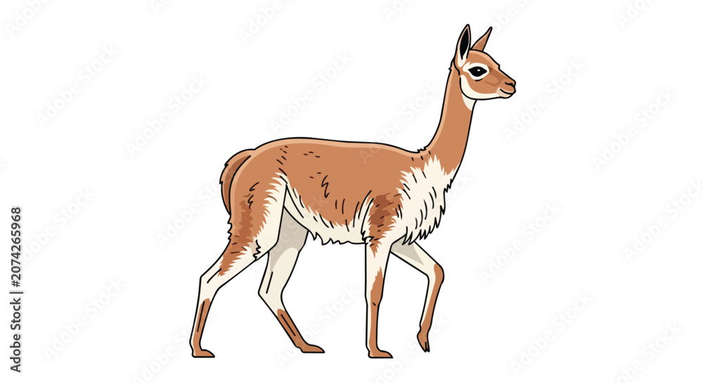 Fototapeta premium Wild Vicuna Side Profile Illustration South American Camelid Standing on White Background Andes Mountains Wildlife Art