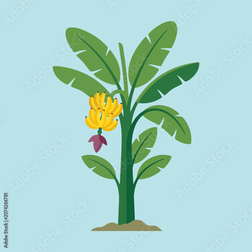 A flat vector illustration of a tropical banana tree with fruit