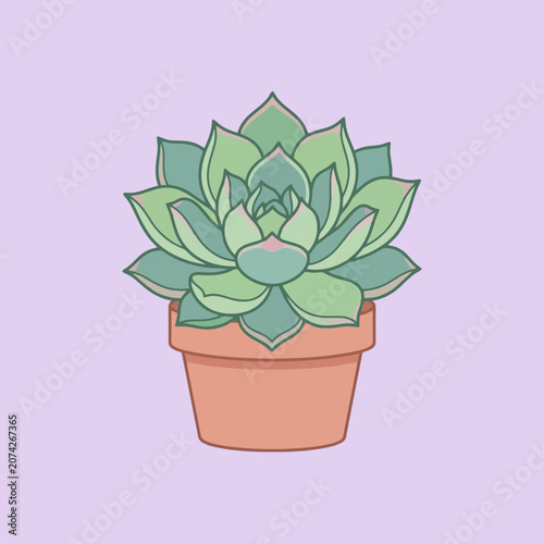 A small green succulent plant sits inside a terracotta pot