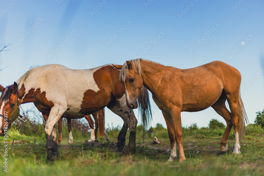 Fototapeta premium Horses grazing in a meadow. Rural landscape with beautiful brown and white horses standing on green grass field. Animals in nature, ranch life and livestock farming concept.