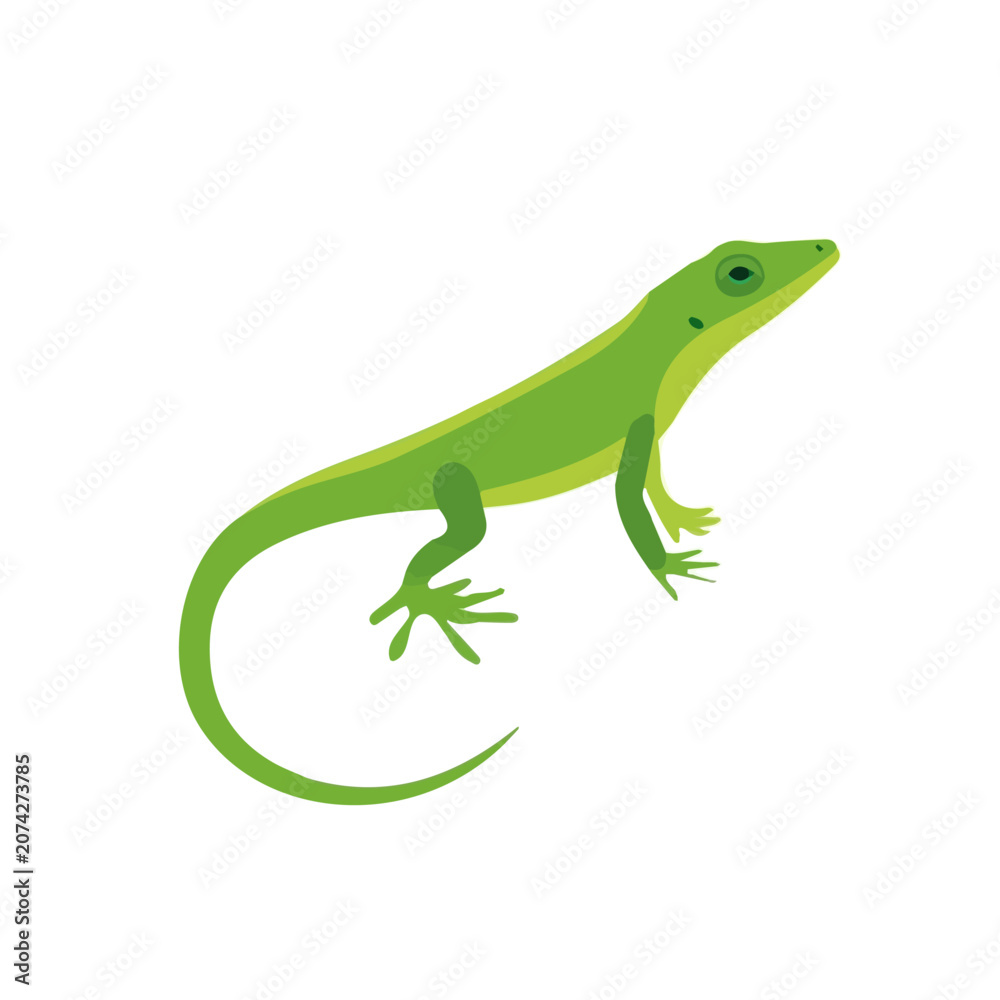 Fototapeta premium Anole, flat 2D illustration, minimal modern design, clean shapes, isolated on a white background.