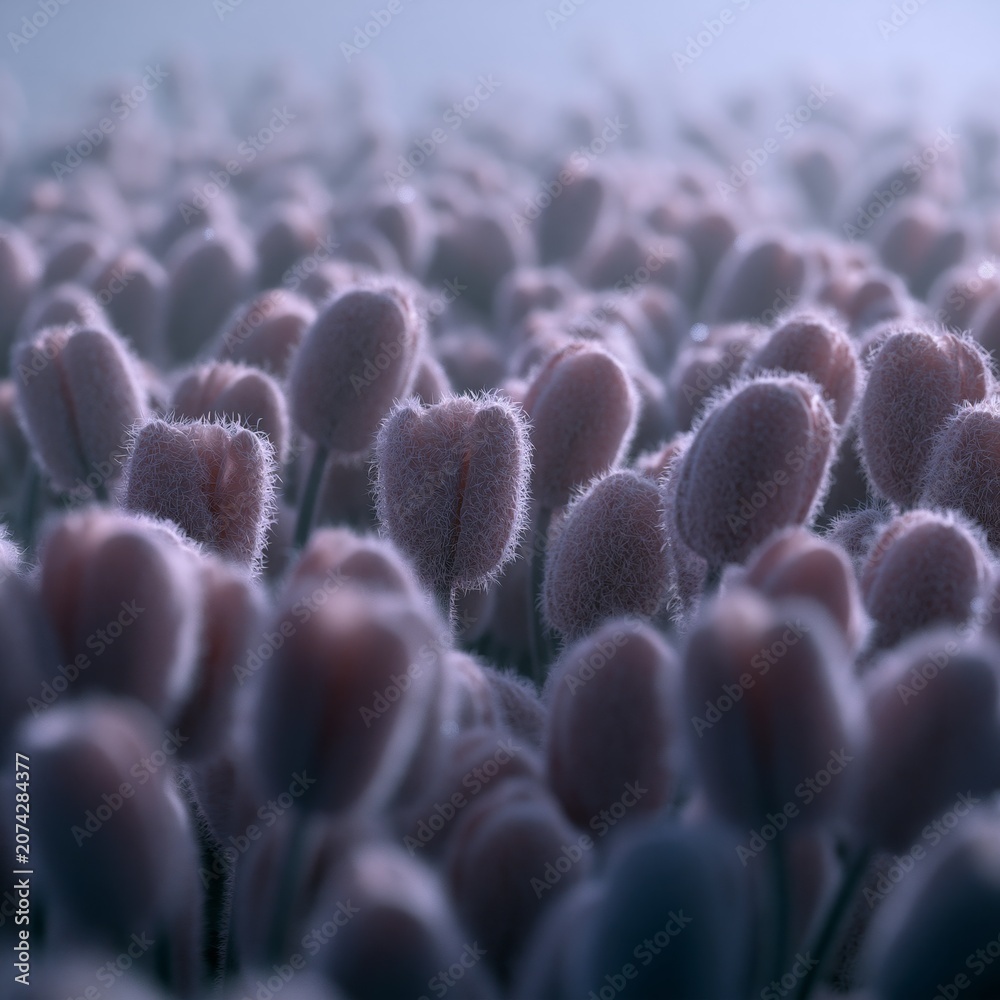Obraz premium Frozen Pastel Tulip Buds Glowing in Soft Sunrise Light with Delicate Frost Texture