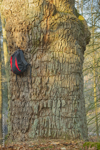 Roter Rucksack hängt an einem massiven alten Baumstamm mit dicker Rindenstruktur im Wald