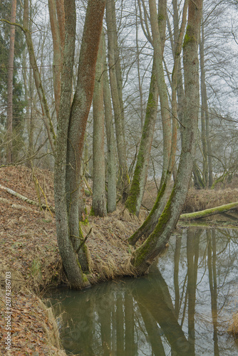 Krumme Bäume in einer Auenlandschaft  spiegeln sich im ruhigen Flusslauf an einem bewölkten Tag im Spätherbst