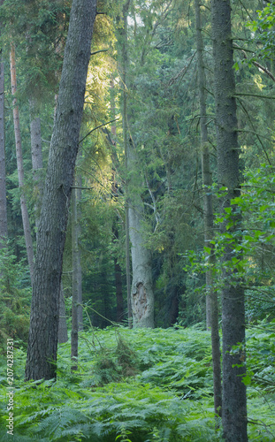 Dichter Mischwald mit hohen Bäumen und üppigem grünem Farn am Waldboden