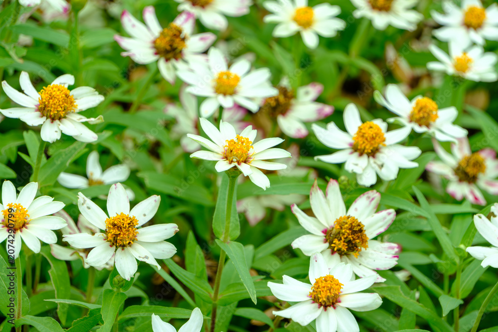 Fototapeta premium Beautiful white zinnia flowers blooming in a sunny park, natural spring background