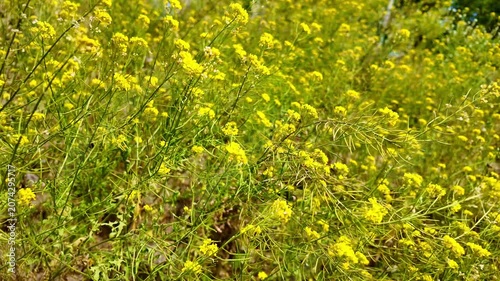Wild yellow plants swaying in sunny meadow field closeup. Sisymbrium loeselii, False london rocket