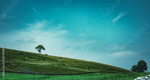 Fotografía The lone tree