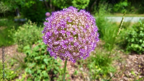 Purple allium flower head gently swaying in garden bed. Allium ampeloprasum, Wild Leek