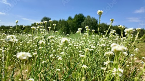 White wildflowers swaying in summer meadow under blue sky. Berteroa incana, Hoary alyssum