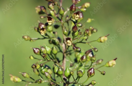Scrophularia nodosa (figwort) wild flowering plant