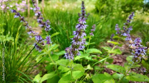 Purple wildflower spikes swaying in green garden bed close up. Salvia verticillata, Lilac sage