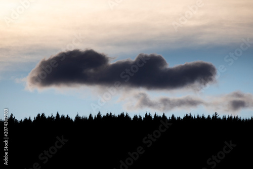 Twilight forest with clouds in the sky