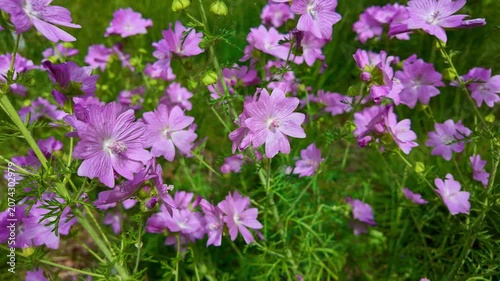 Purple wildflowers swaying in meadow with green grass closeup. Malva moschata, Musk mallow