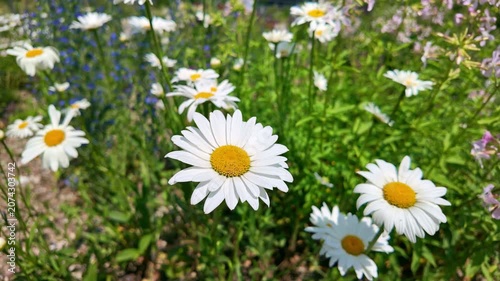 Daisy flowers swaying in sunny wild flower meadow during summer. Leucanthemum, Oxeye Daisies