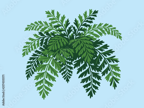 Photos Green fern leaves are isolated on a light blue background