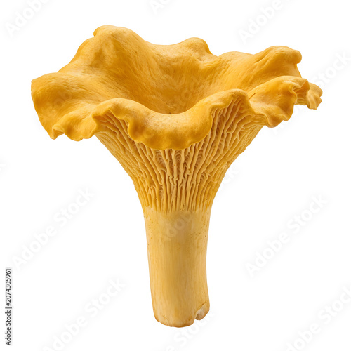 Chanterelle Mushroom PNG