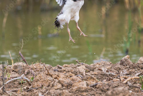 Fotografie juvenile oystercatcher humorously jumping out of shot with just its legs showing