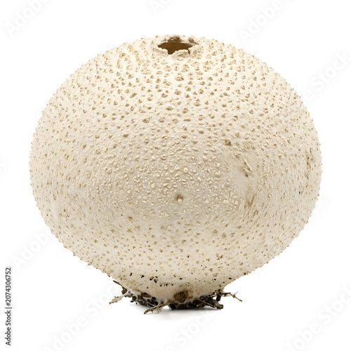 Puffball Mushroom PNG
