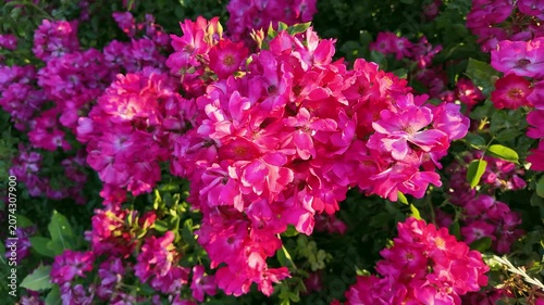 Pink rose cluster swaying in sunlit garden hedge close up. Rosa pendulina, Mountain rose