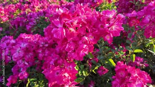 Pink rose bushes blooming in sunlit garden hedge outdoors. Rosa pendulina, Mountain rose