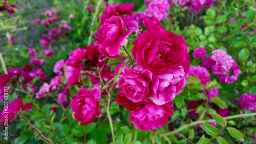 Pink rose cluster blooming on garden bush close up during day. Rosa gallica, French rose